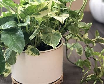 Indoor plants