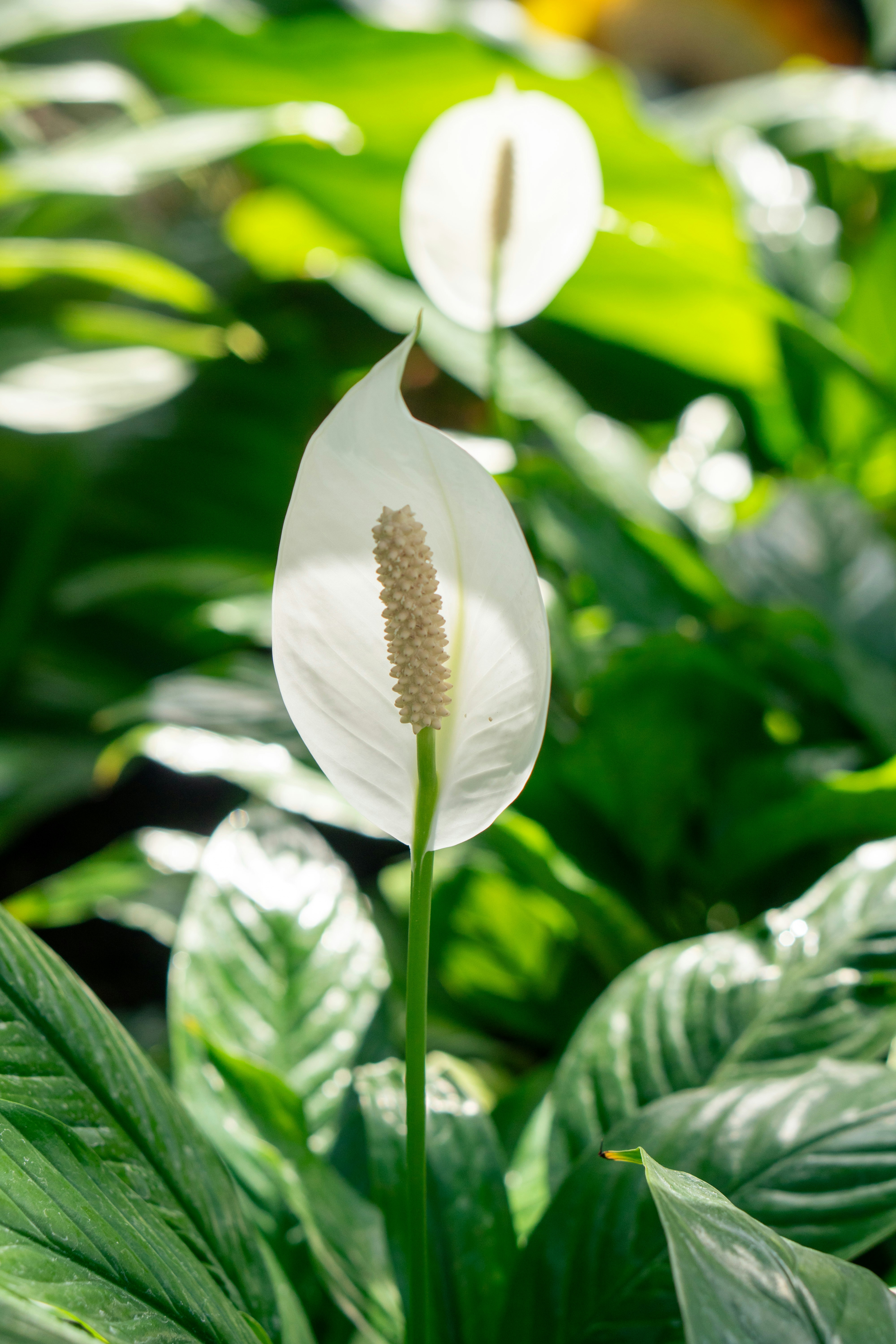 Peace Lily